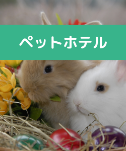 ペットホテル